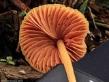 Entoloma quadratum image