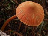 Entoloma quadratum image