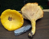Cantharellus phasmatis image