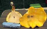 Cantharellus phasmatis image