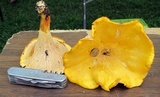Cantharellus phasmatis image