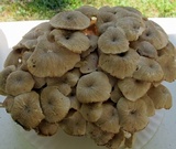 Polyporus umbellatus image