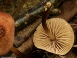 Marasmius cohaerens image