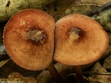 Marasmius cohaerens image