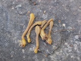 Microglossum fumosum image
