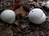 Lycoperdon molle image