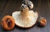 Lactarius proximellus image