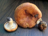 Lactarius proximellus image