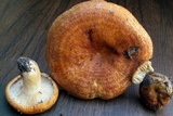 Lactarius proximellus image