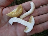 Xanthoconium affine image