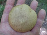 Aureoboletus innixus image