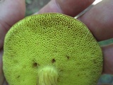 Aureoboletus innixus image