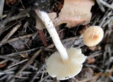 Lepiota subalba image