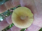 Amanita sect. Vaginatae image