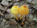 Humidicutis marginata var. concolor image
