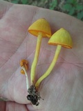 Humidicutis marginata var. concolor image