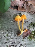 Humidicutis marginata image