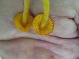 Humidicutis marginata image