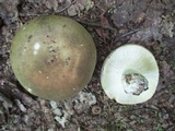 Russula variata image