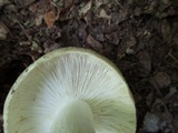 Russula variata image