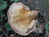Paxillus involutus image
