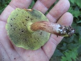 Boletus chrysenteron image
