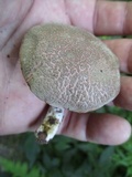 Boletus chrysenteron image
