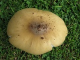 Termitomyces umkowaan image