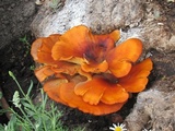 Omphalotus olearius image