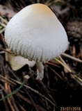 Lepiota erminea image