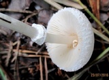 Lepiota erminea image