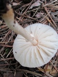 Lepiota erminea image