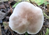 Tricholoma scalpturatum image