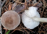 Tricholoma scalpturatum image
