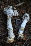 Amanita stannea image