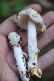Amanita stannea image
