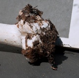 Amanita brunnescens image