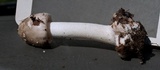 Amanita brunnescens image