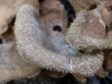Panus lecomtei image