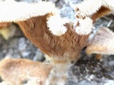 Panus lecomtei image