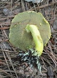 Pulveroboletus ravenelii image