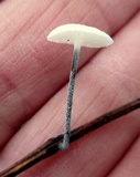 Tetrapyrgos nigripes image