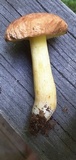 Xerocomus hortonii image