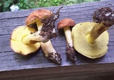 Xerocomus hortonii image