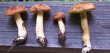 Xerocomus hortonii image
