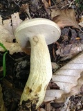 Retiboletus griseus image