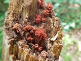 Arcyria denudata image