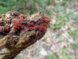 Arcyria denudata image