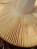Russula sphagnophila image