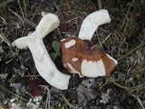 Russula sphagnophila image